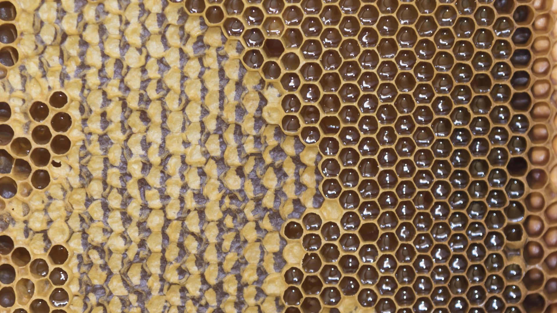 Miere de Bujor Miere de Bujor